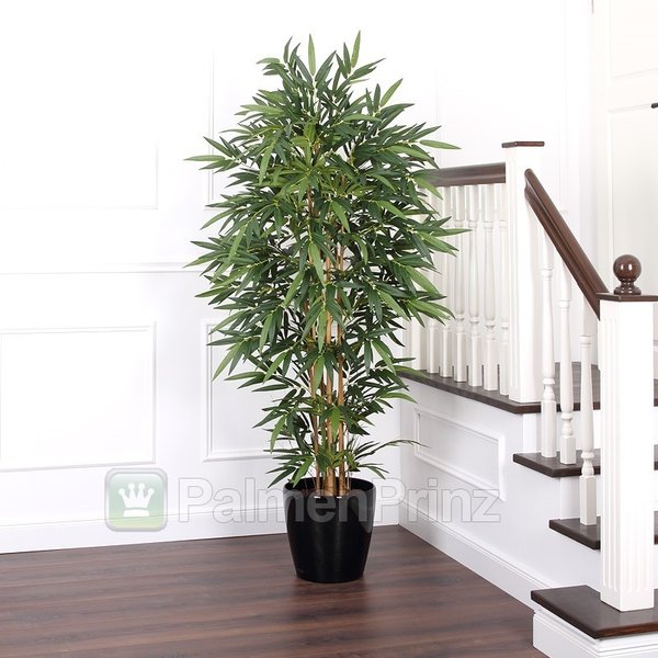 Exklusiver Royal Bambus ca. 180 cm getopft